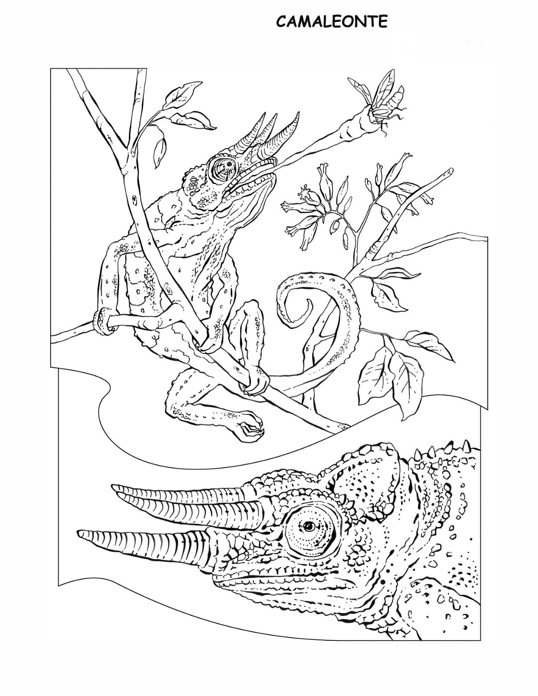 coloring-book-animals A_25